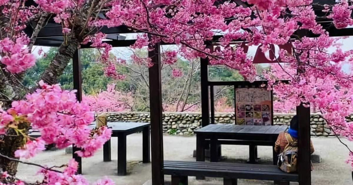 Fushoushan Farm Thousand Sakura Garden & Lishan One-Day Tour